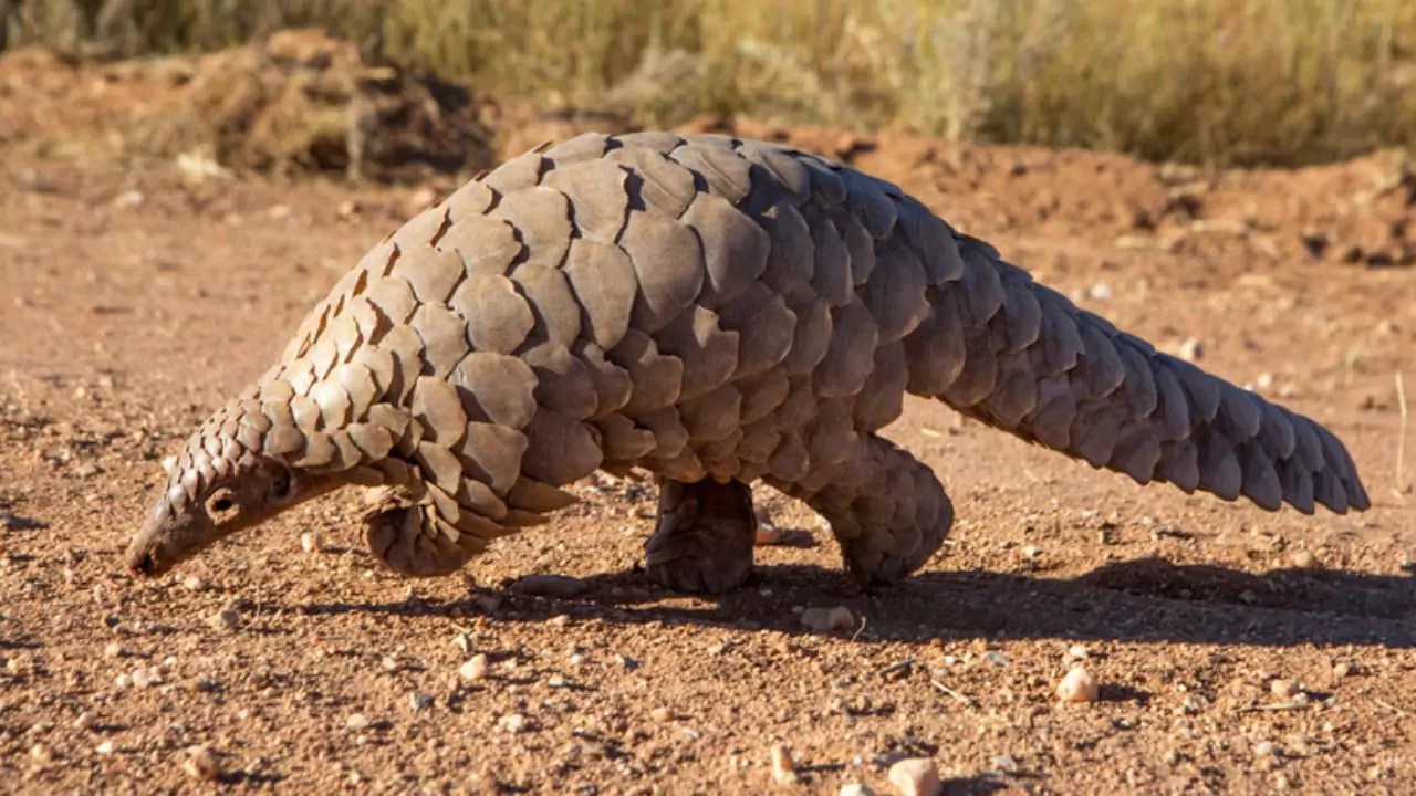 Pangolins