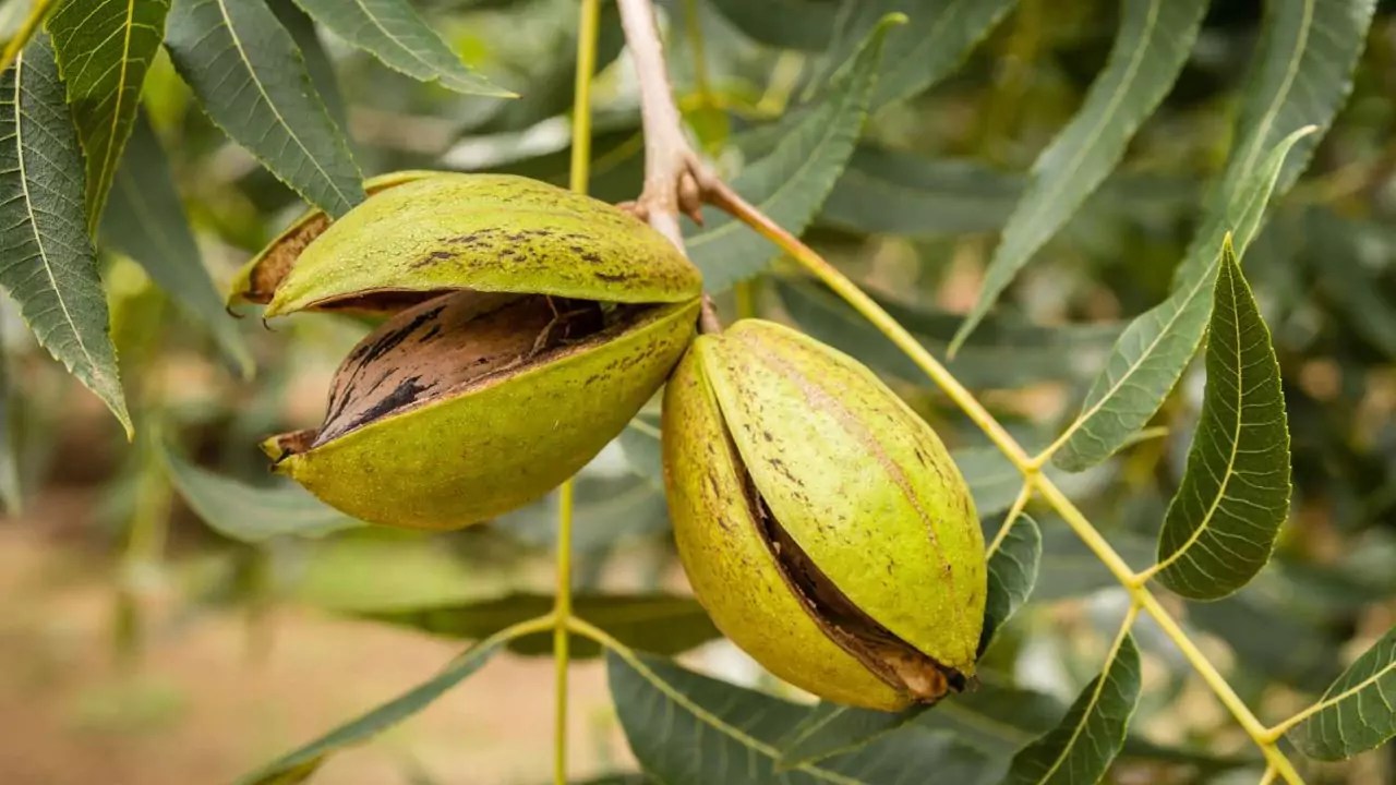 Pecan Tree Overview