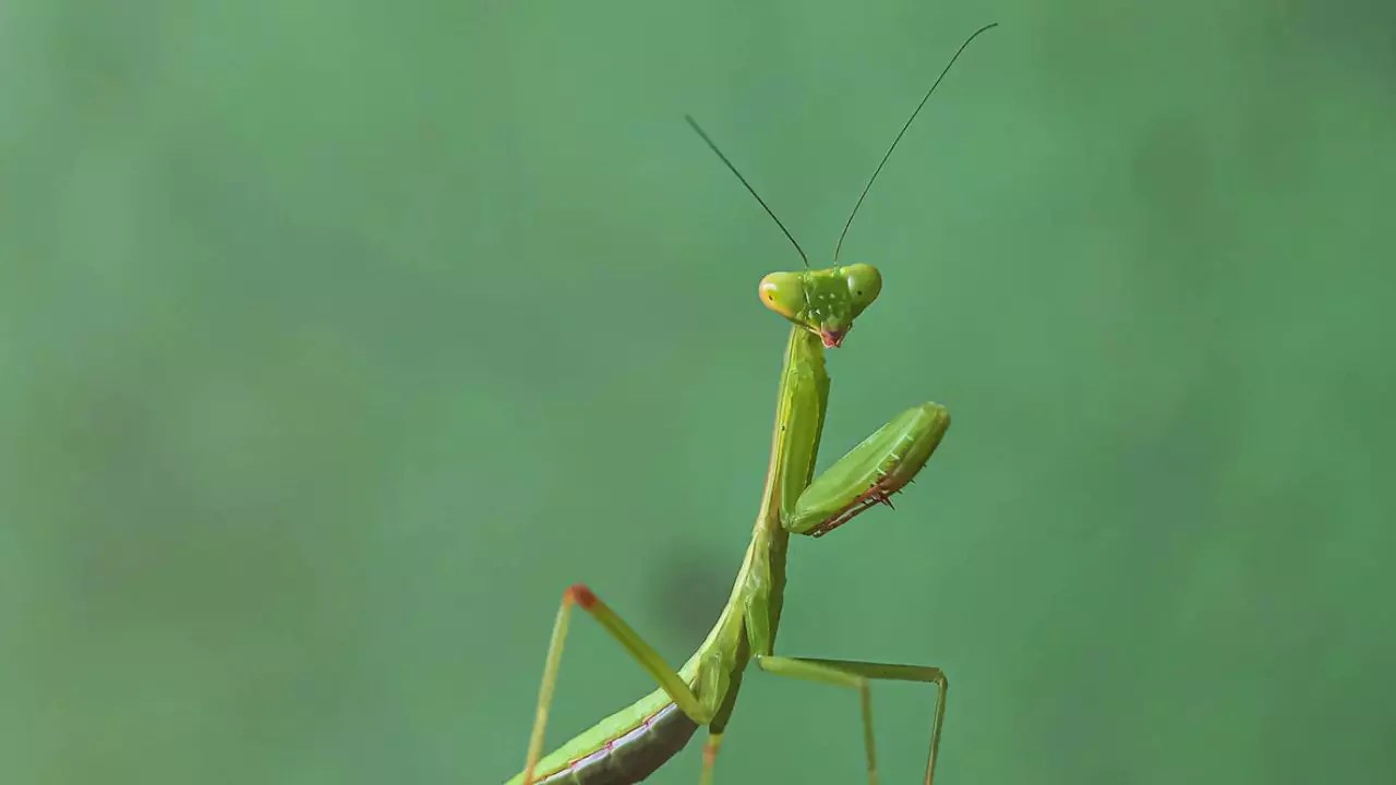 Praying Mantis