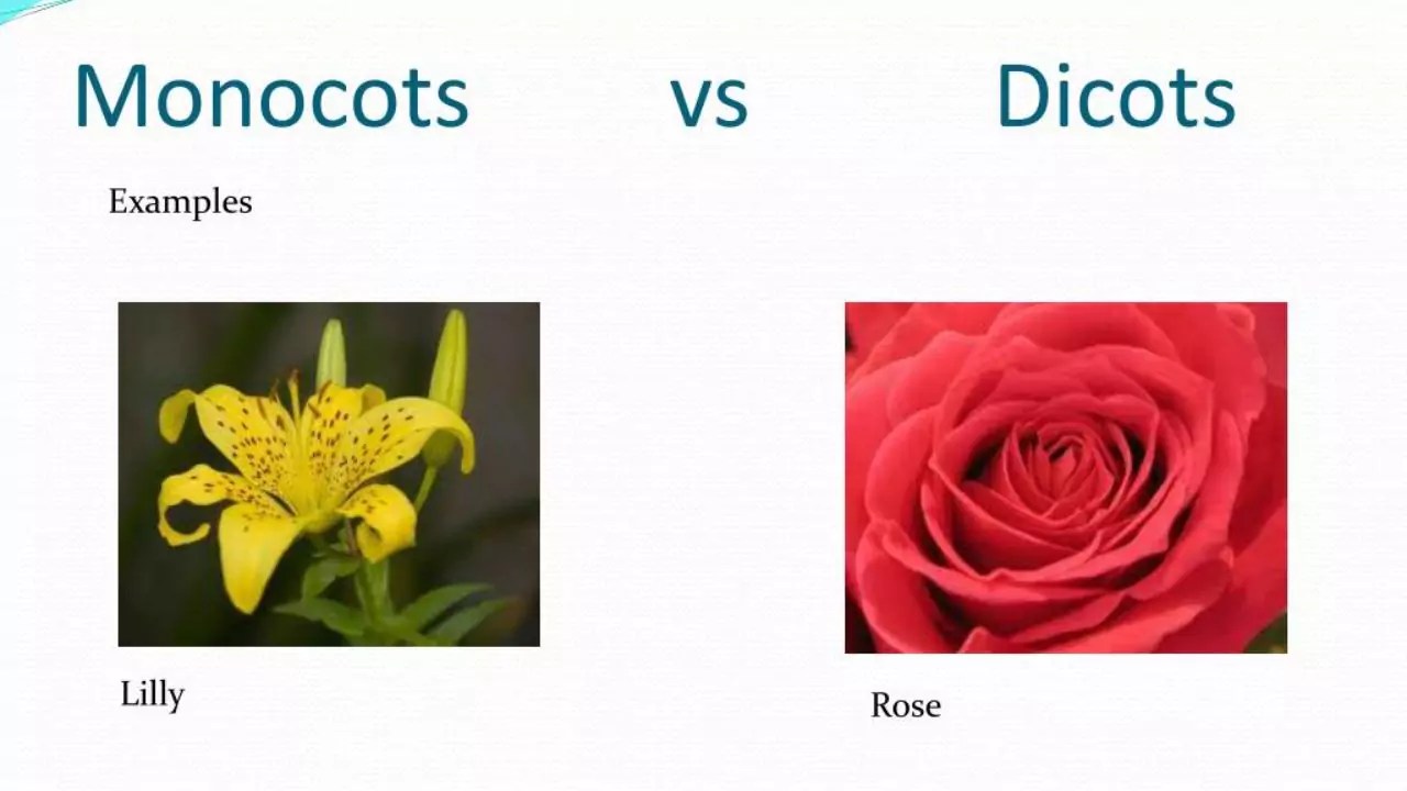 Roses Monocots or Dicots