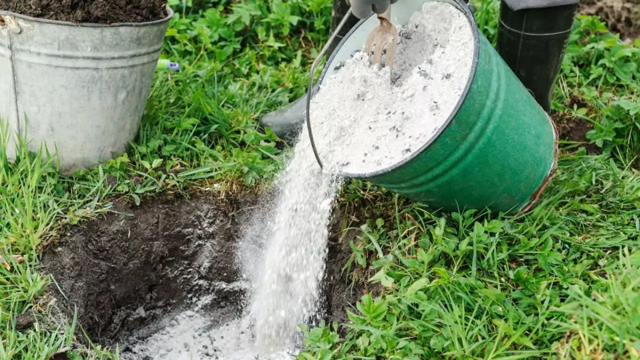 Wood Ash Good for Roses