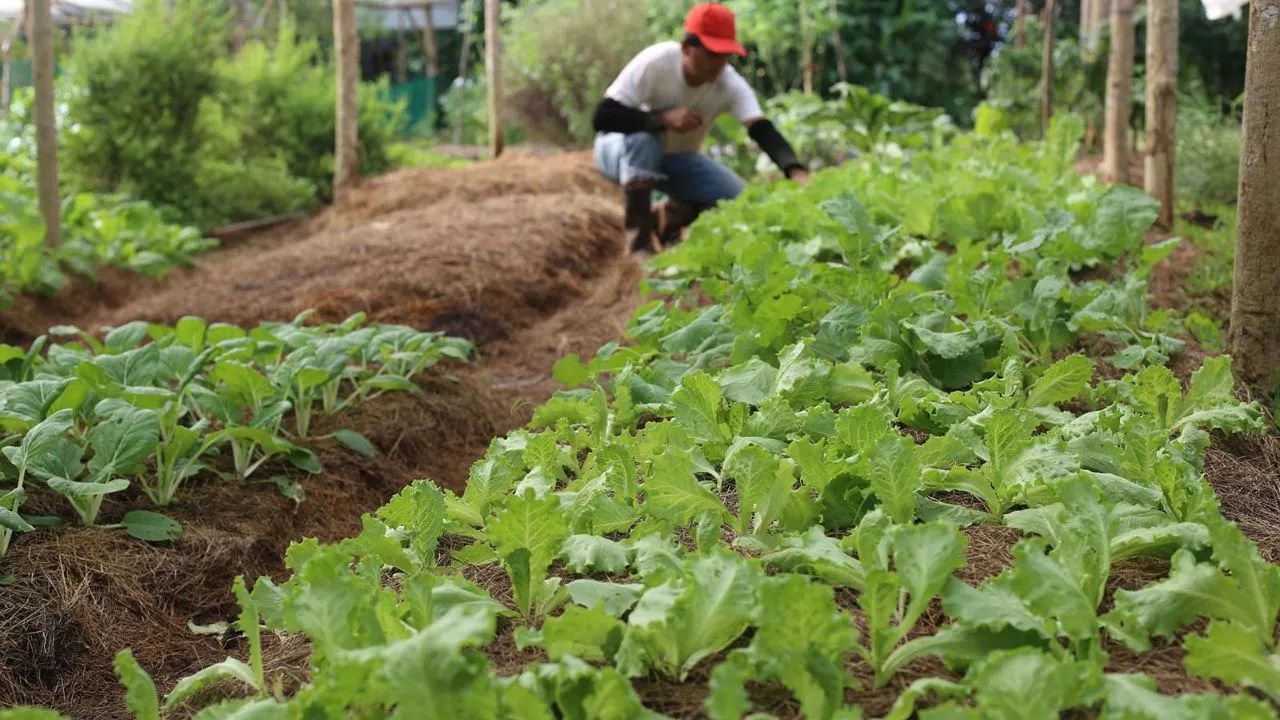 Biointensive Farming