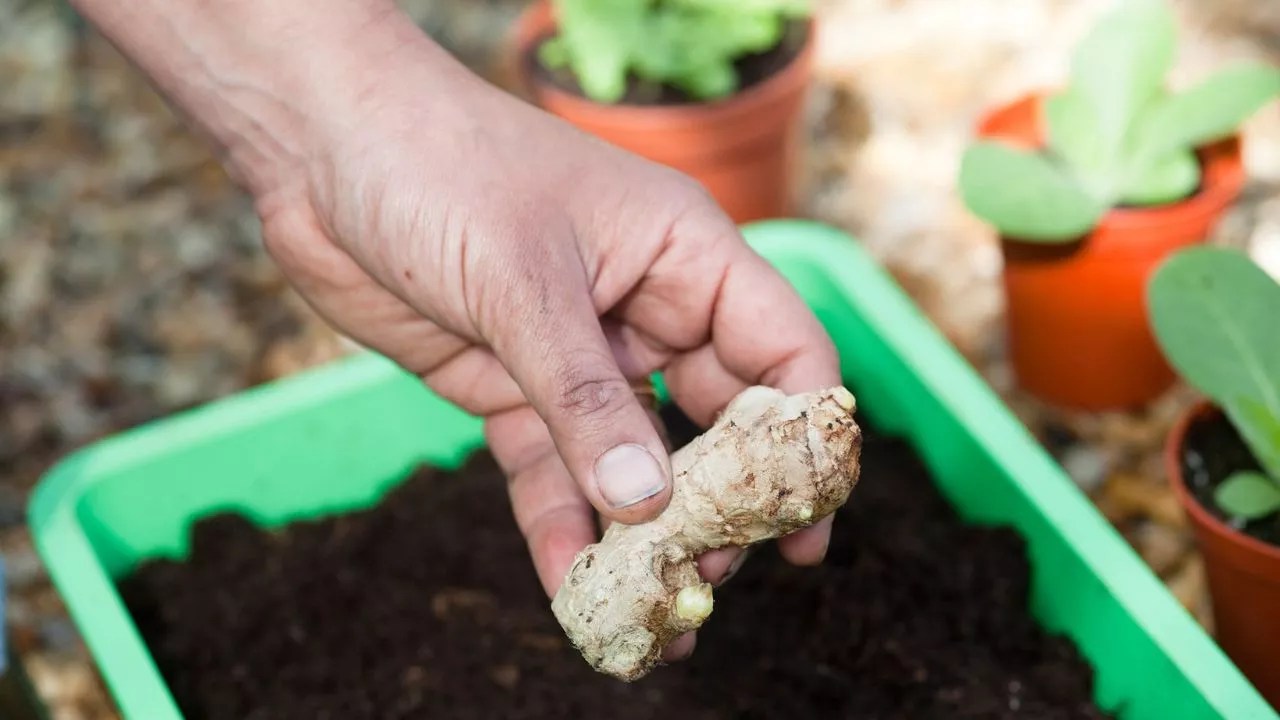 Compost Ginger