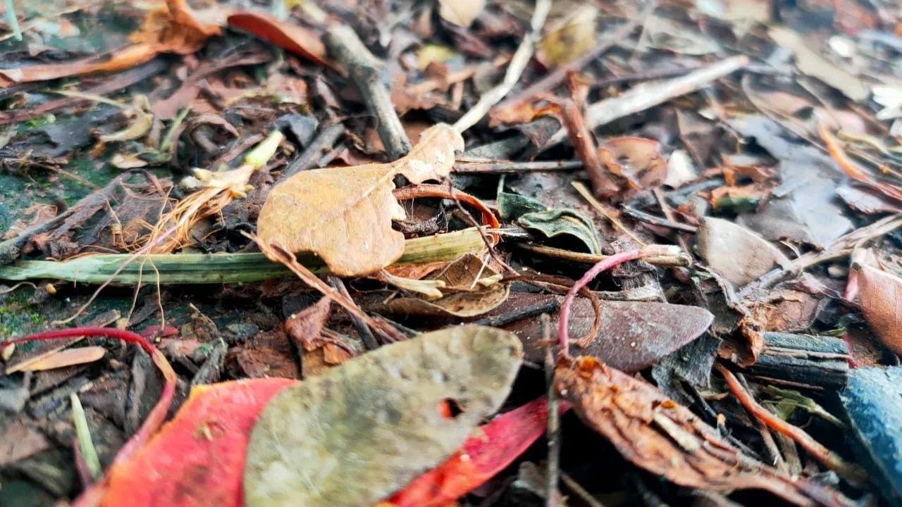 Dry Leaves Biodegradable
