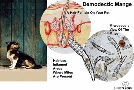 Kenali Penyebab Dan Pengobatan Demodex Demodectic Mange Pada
