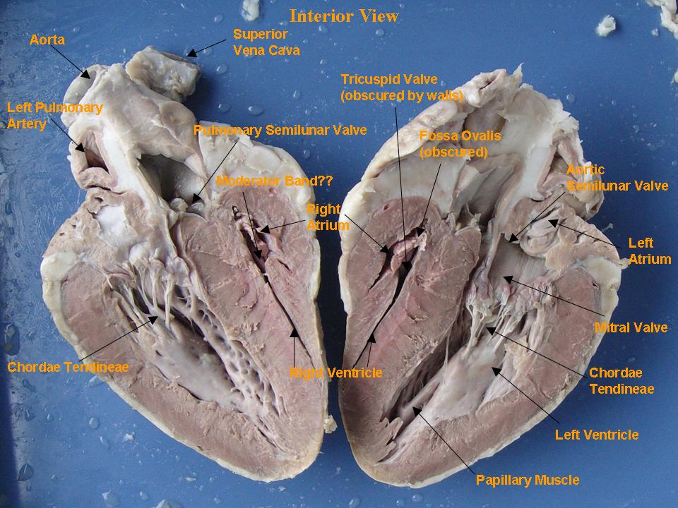 Heart Anatomy | Biology 112 LabNoteBook
