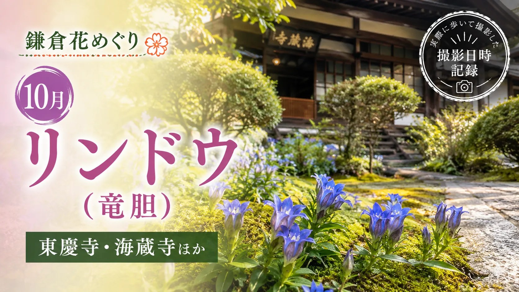 10月リンドウ