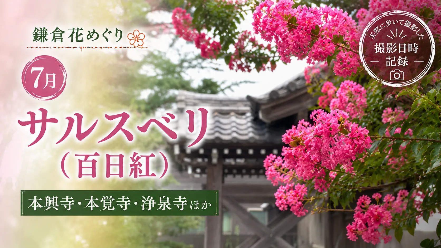 鎌倉花めぐり７月さるすべりTOPページサムネイル