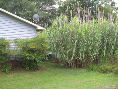 Side of House (THE CORN HOUSE!)