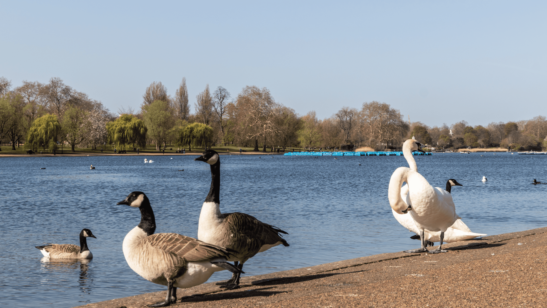 Swans at a lake