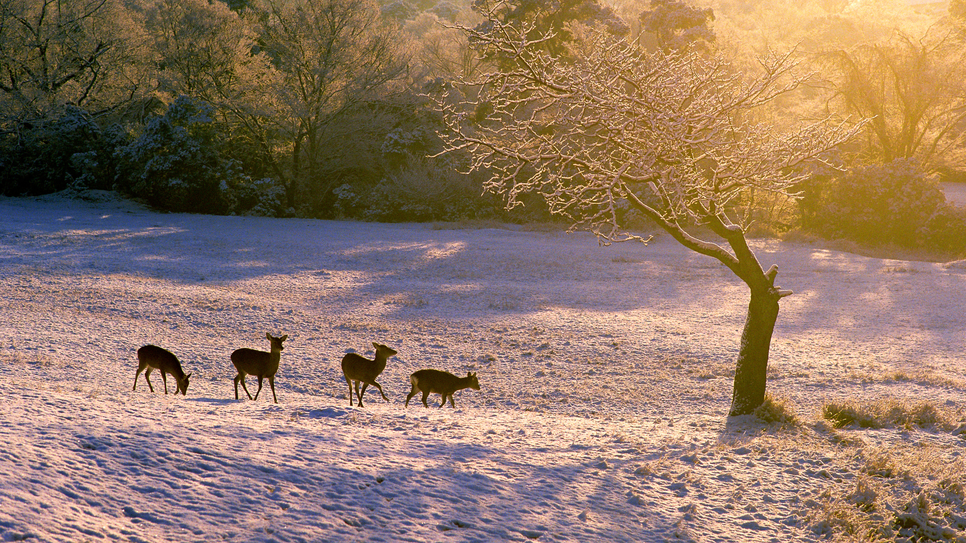 Deer in winter