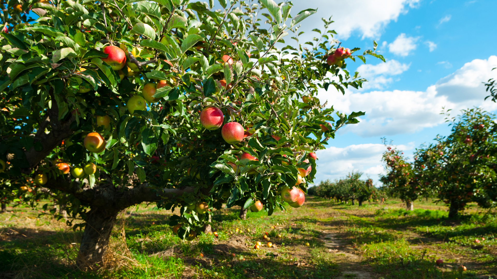 Apple tree field