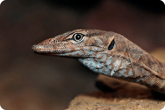 듀얼 모니터 신호 없음 해결 방법은