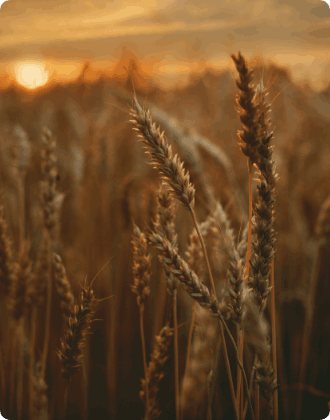 Agriculture Farming