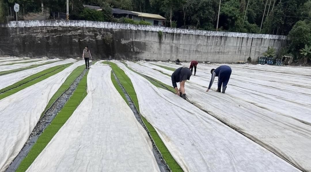 大陸冷氣團來襲 花蓮縣政府請農友加強防寒措施及注意保暖