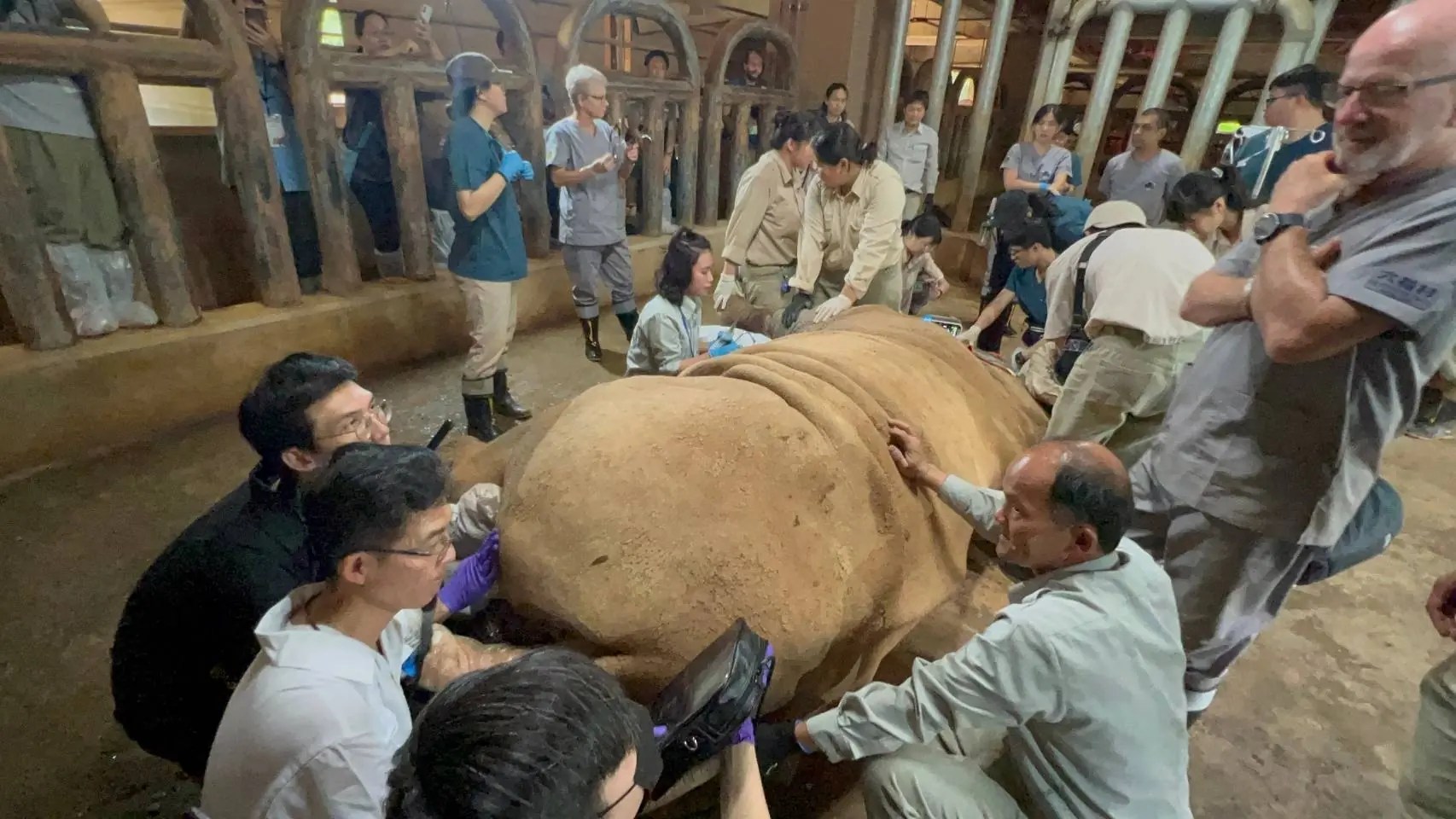 六福村聯手TAZA首辦長頸鹿與有蹄類動物醫療照護工作坊  邀請國際長頸鹿權威來台交流 預計將吸引國內外上百人參與盛事
