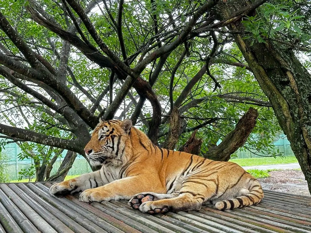 六福村四隻動物夥伴南遷高雄壽山動物園  雙方共同呼籲台灣動物園需要更多的專業交流