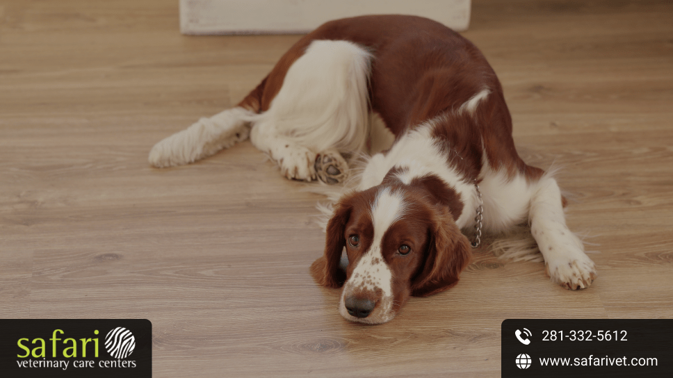 Understanding Urinary Incontinence In Dogs: Causes, Symptoms, And Treatment