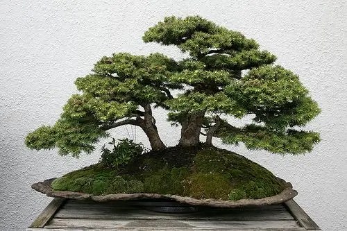 Bonsai de Abeto (Picea)