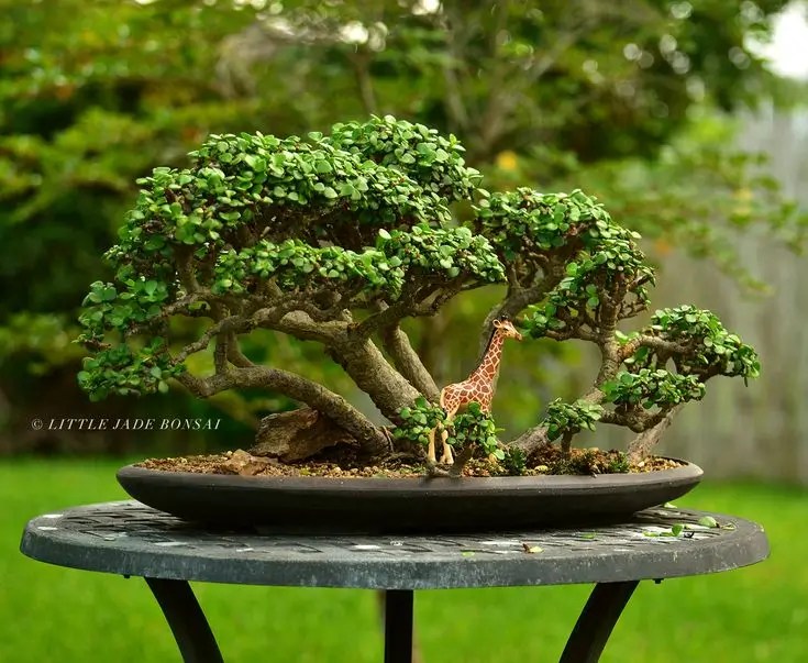 Bonsai de Jade (Crassula, Portulacaria)