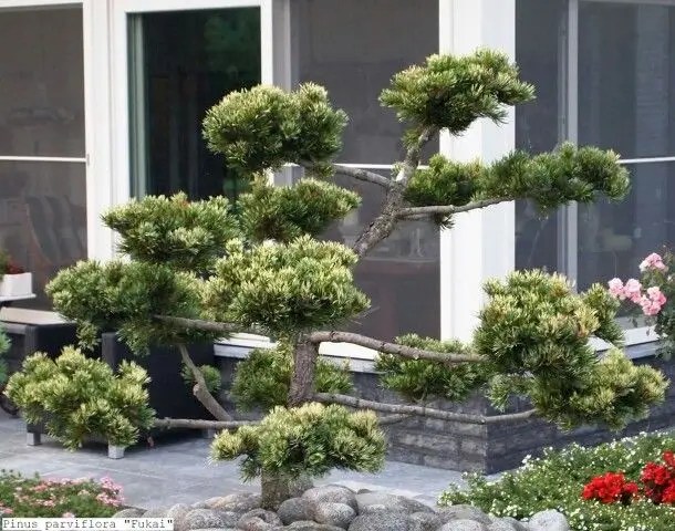 Bonsai de Pinheiro (Pinus)