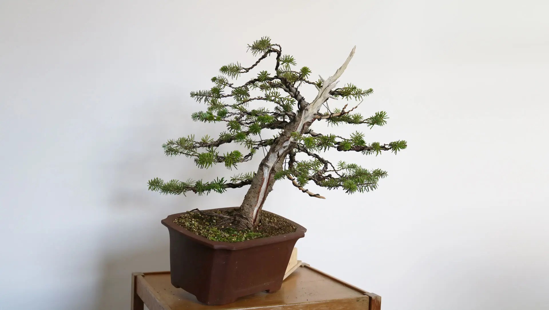 Bonsai de ervas