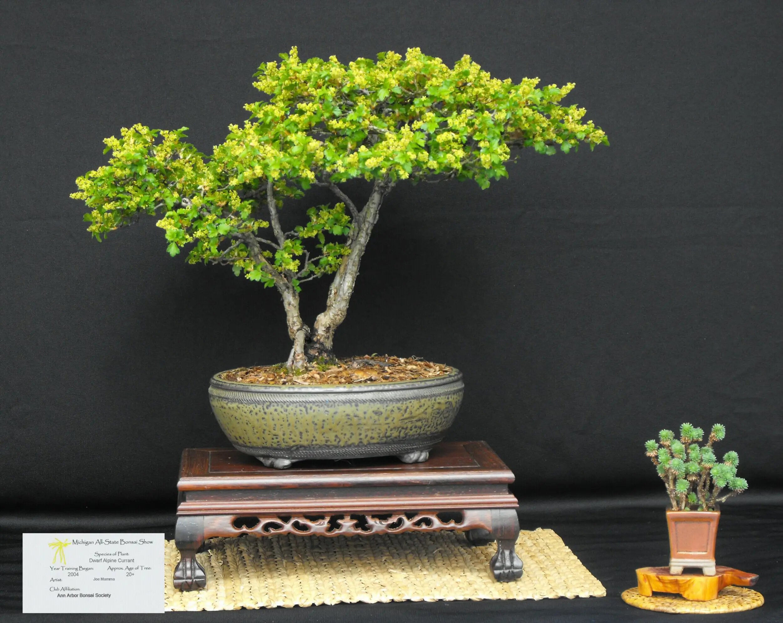 Criando um Bonsai Alpino