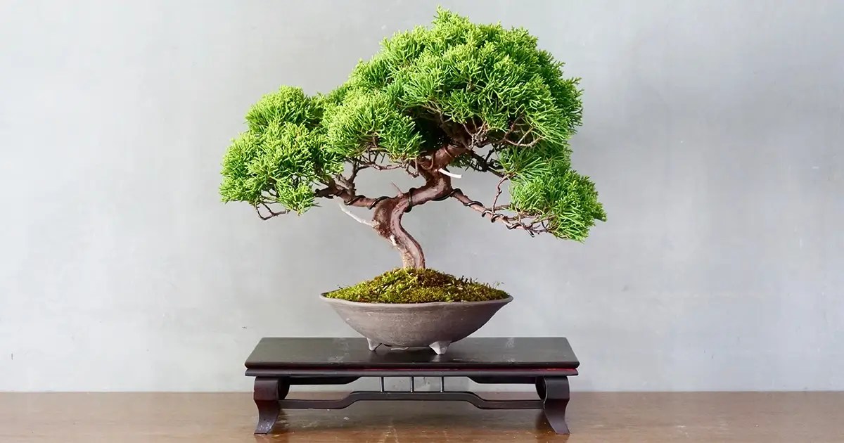 Enraizando árvores de bonsai para moldar e curvar os galhos