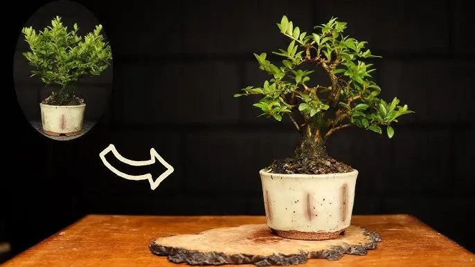 Posicionamento do seu Bonsai