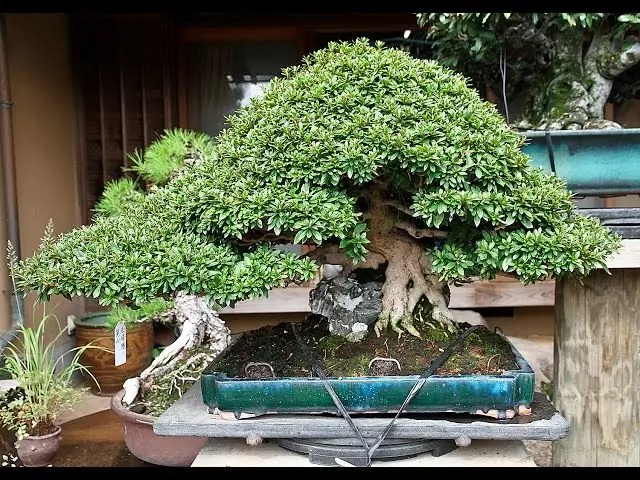 Árvore Bonsai Carmona (Chá de Fukien)