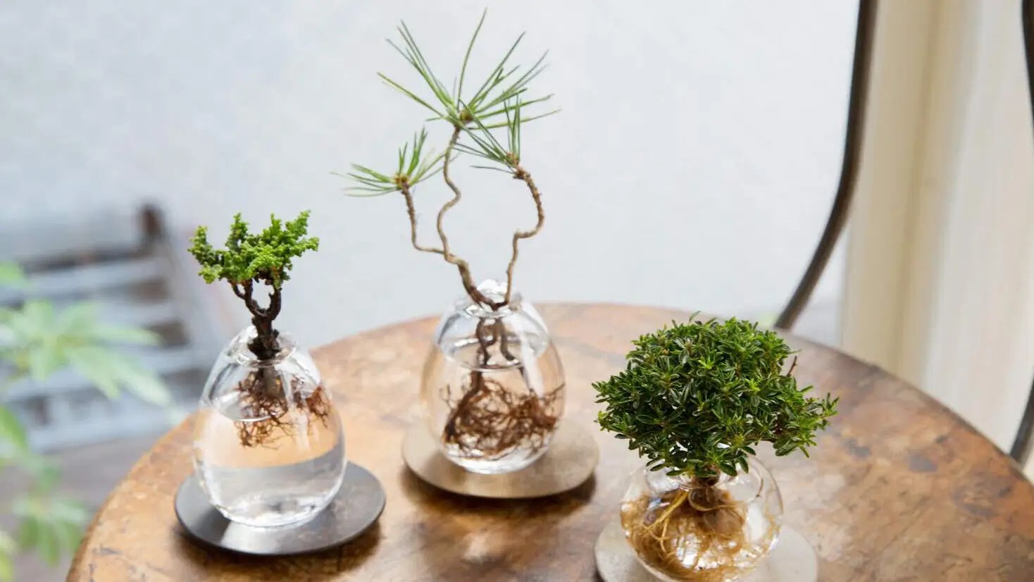 Aqua Bonsai