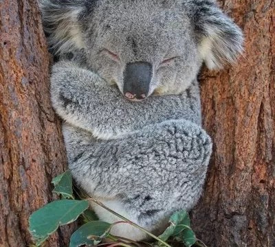 Koalas are mostly nocturnal