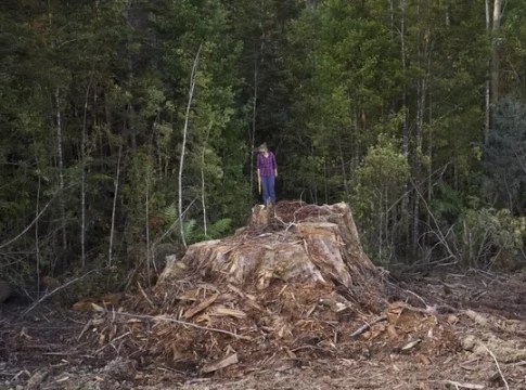 Native Timber Forestry, image courtesy of  Victorian Forest Alliance  and The Tree Projects