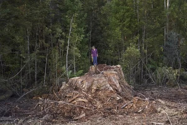 Native Timber Forestry, image courtesy of Victorian Forest Alliance and The Tree Projects
