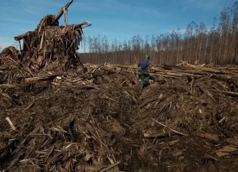 Native forest logging. More sustainable jobs needed. David Blair, Author provided