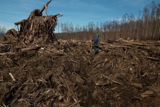 Forestry Corp ordered to pay $104,000 for felling hollow trees