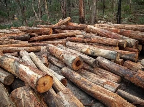 VicForests destruction of habitat trees. Photo: Victoria National Parks Association