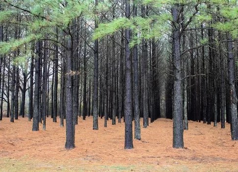 Pine plantation is the USA