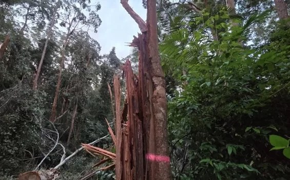 Crushed/killed Grey Gum marked up for Koala Habitat retention and covered in Koala scratches