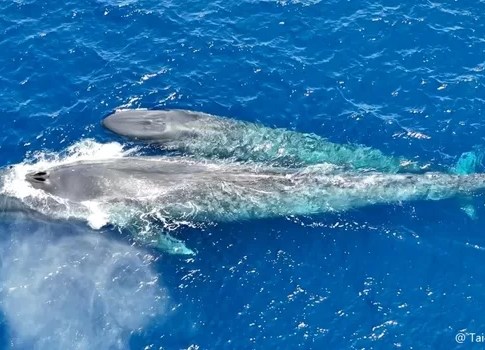 Pygmy Blue Whale, Tilmor Leste. Photo Tachi Mayurama