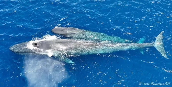 Pygmy Blue Whale, Tilmor Leste. Photo Tachi Mayurama