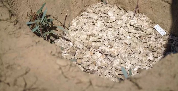 Shell middens were carbon dated and estimated to be almost 2,000 years old.