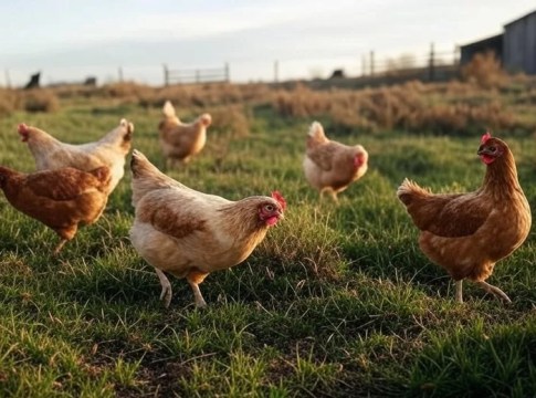 Chickens foraging for snails