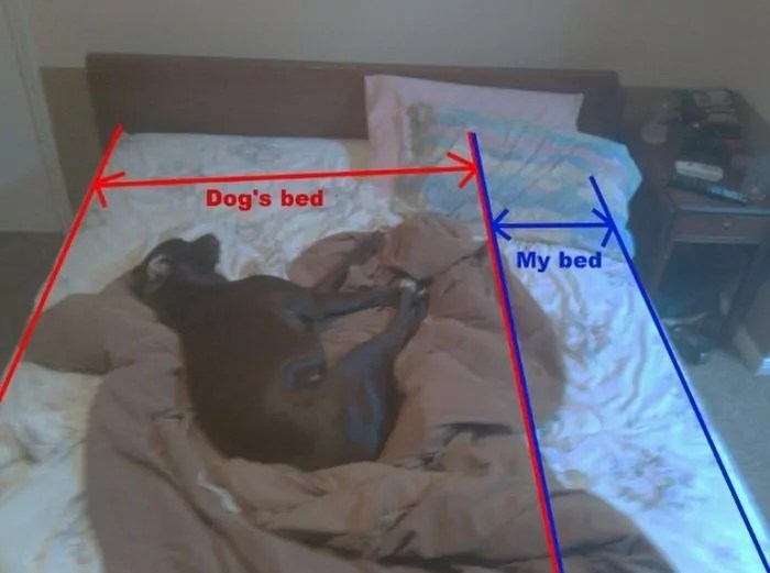 Craftmatic adjustable beds have many features and components. 18 Struggles Every Dog Owner Will Understand