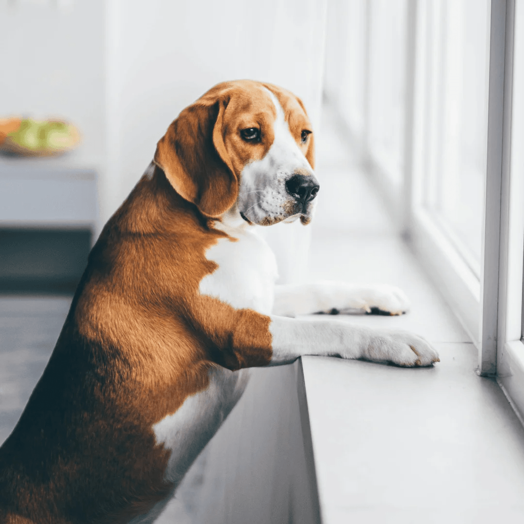 Communicate Effectively with Your Dog - 1 Minute Dog Training® (2025)