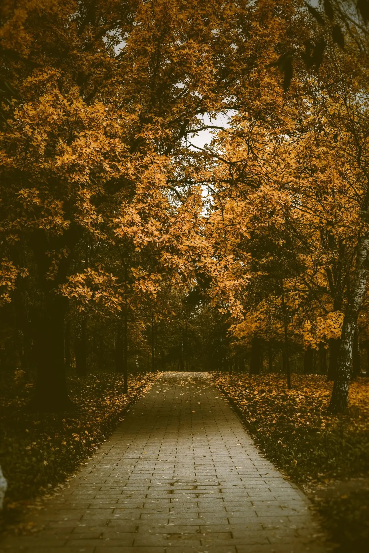 Tree-lined path in autumn symbolizing steady progress toward long-term financial goals