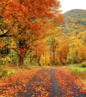 Free download autumn nature pictures photos files in.jpg format ✓ premium quality ✓ free for commercial use ✓ free & easy download ✓ unlimit ✓ update . Beautiful Nature Autumn Images On Favim Com