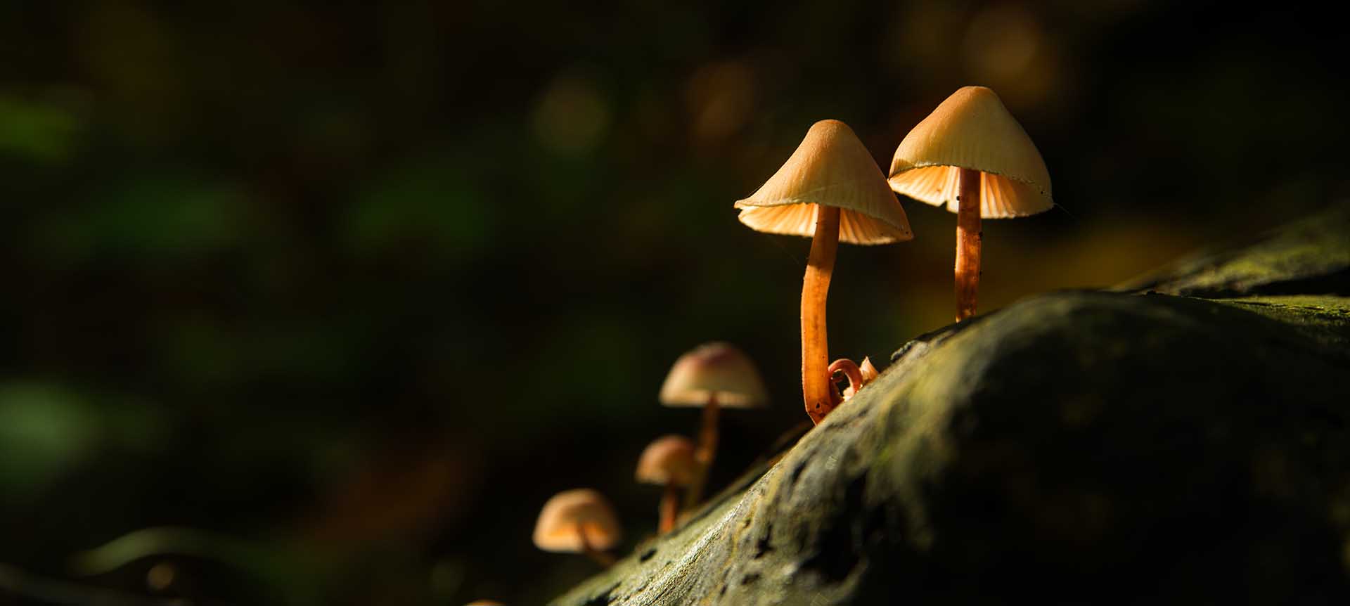 liberty caps