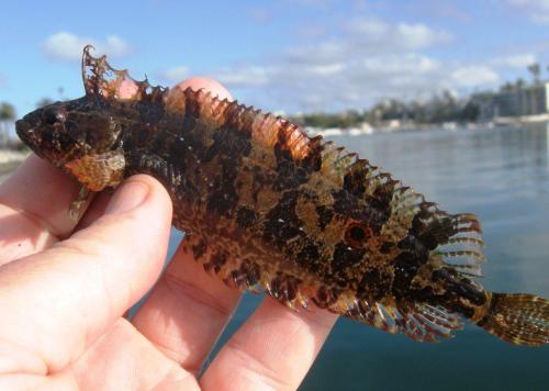 OC Kelpfish