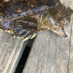 Goat A Softshell